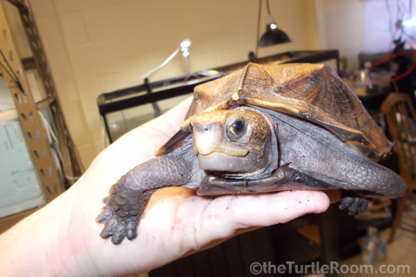 Adult Cuora mouhotii obsti (Southern Keeled Box Turtle)