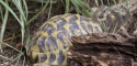 Adult Testudo hermanni hermanni (Western Hermann's Tortoise) - Chris Leone, Garden State Tortoise