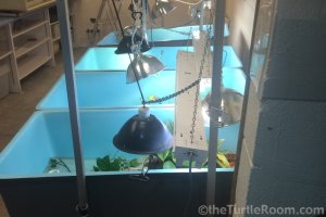 Four Tub Habitats in Denver Zoo's Reptile Nursery