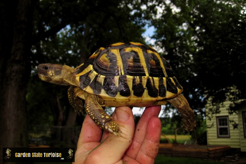 Adult Testudo hermanni hermanni (Western Hermann's Tortoise) - Chris Leone