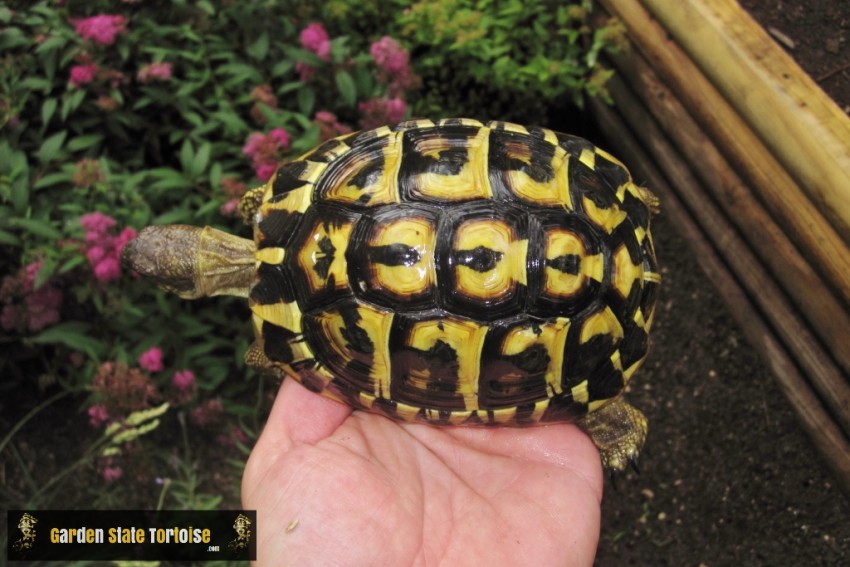 Adult Testudo hermanni hermanni (Western Hermann's Tortoise) - Chris Leone
