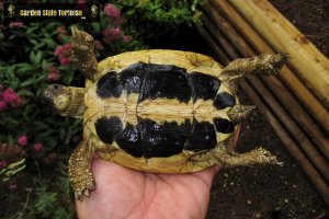 Adult Testudo hermanni hermanni (Western Hermann's Tortoise) - Chris Leone