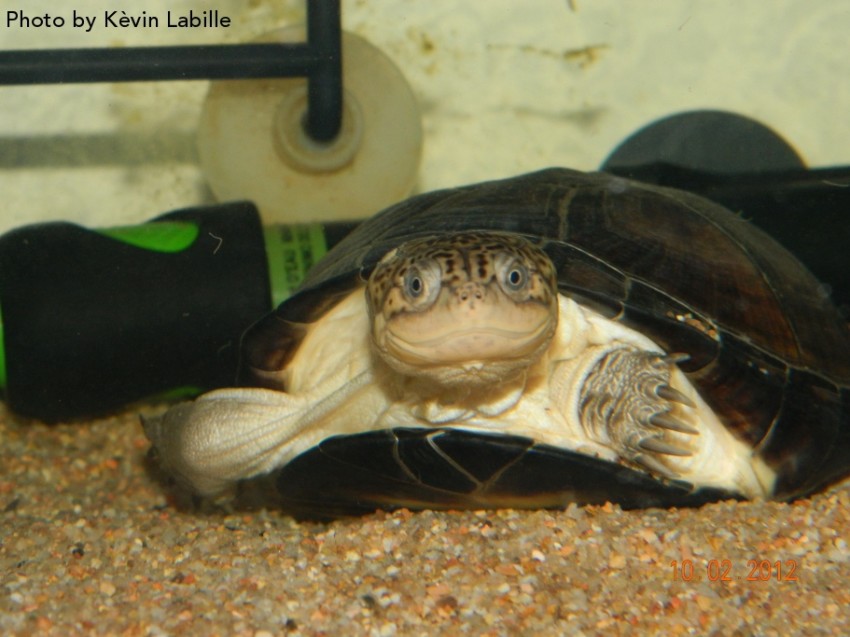 Adult Pelusios castaneus castaneus (West African Mud Turtle) - Photo by Kèvin Labille
