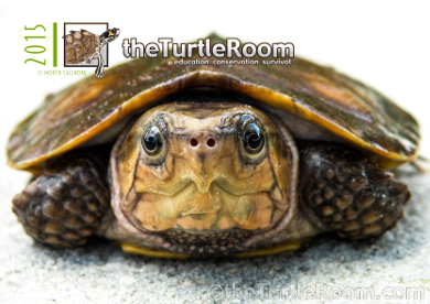 theTurtleRoom 2015 Turtle Calendar - Plastysternon megacephalum megacephalum (Chinese Big-Headed Turtle)