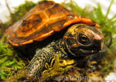 theTurtleRoom 2015 Turtle Calendar - Geoemyda japonica (Ryukyu Black-Breasted Leaf Turtle)