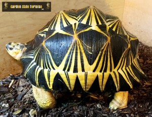 Adult Female Astrochelys radiata (Radiated Tortoise) - Standing "tall and proud", Radiated tortoises raise themselves up high when walking and during rain or mistings.