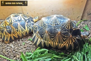 Adult Male Astrochelys radiata (Radiated Tortoises) - Two wonderful displays of the beautifully marked and highly domed carapace that this species exhibits.