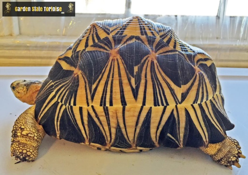Adult Astrochelys radiata (Radiated Tortoise) - The classic highly arched and brilliantly marked carapace of Astrochelys radiata.