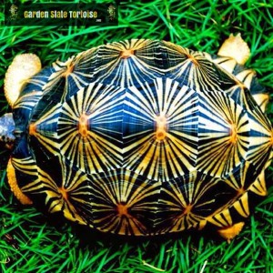 Sub-Adult Male Astrochelys radiata (Radiated Tortoise) - A Madagascan icon, the Radiated tortoise is arguably considered the most beautiful tortoise in the world.