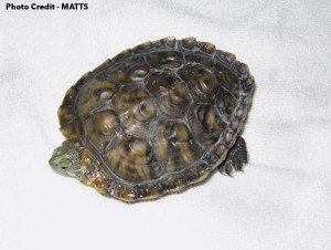 Another deformed Red-Eared Slider. Photo Credit MATTS