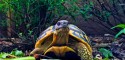 Adult Testudo hermanni hermanni (Western Hermann's Tortoise) - Photo by Chris Leone