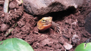 A Cuora flavomarginata (Yellow-Margined Box Turtle) poking his head out.