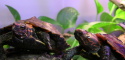 A pair of Geoemyda japonica (Ryukyu Black-Breasted Leaf Turtle)