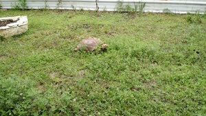 Sally the Sulcata. Photo Courtesy of Mike Taylor