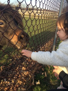 Anthony's daughter with a minature horse