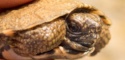Hatchling Glyptemys insculpta (Wood Turtle), Lebanon County, PA