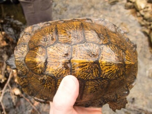 Adult Male Glyptemys insculpta (Wood Turtle), Lebanon County, PA