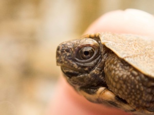 Hatchling Glyptemys insculpta (Wood Turtle), Lebanon County, PA