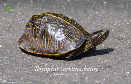 Terrapene carolina bauri (Florida Box Turtle) Poster