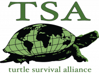 Turtle Survival Alliance, a partner of theTurtleRoom