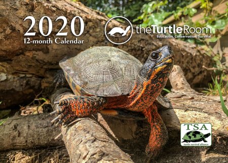 2020 theTurtleRoom Calendar Cover Image