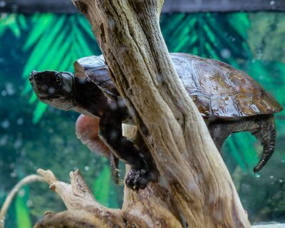 Adult male Four-Eyed Turtle basking