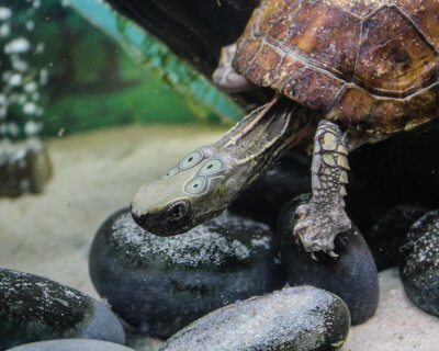 Adult male Four-Eyed Turtle swimming