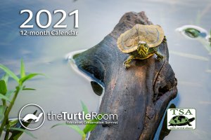 2021 theTurtleRoom Calendar Cover Image