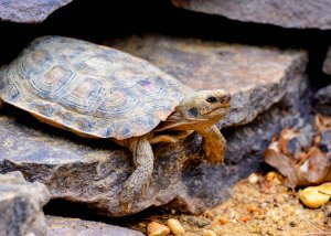 Adult Pancake Tortoise at theTurtleRoom