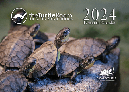 2024 Calendar Cover - a group of hatchling Blanding's Turtles (Emydoidea blandingii)